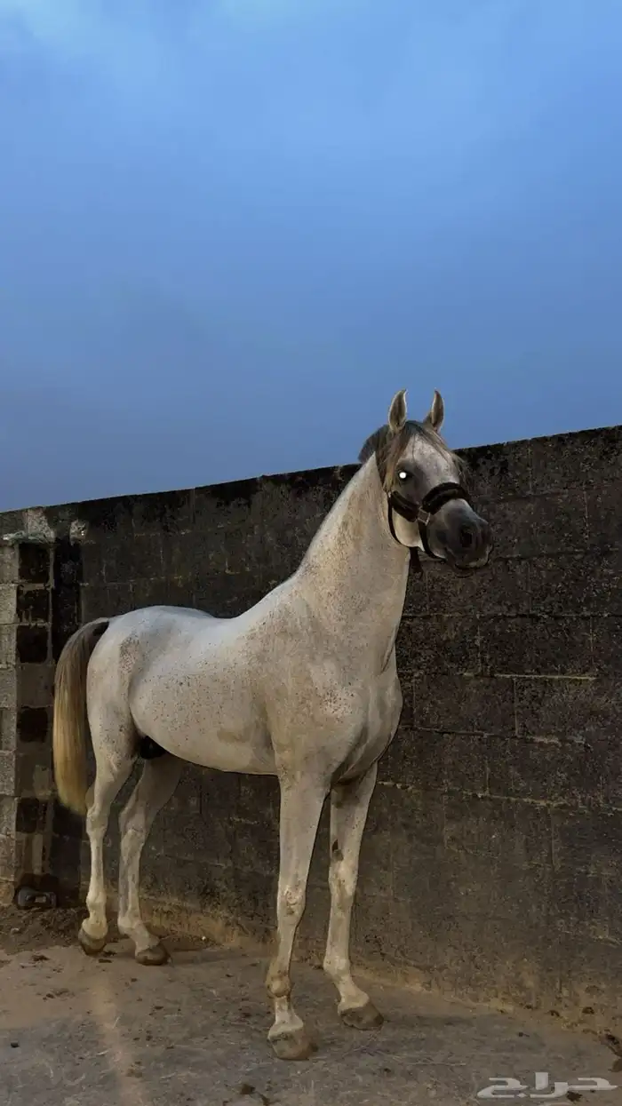 حصان عربي اصيل صقلاوي كفو 1