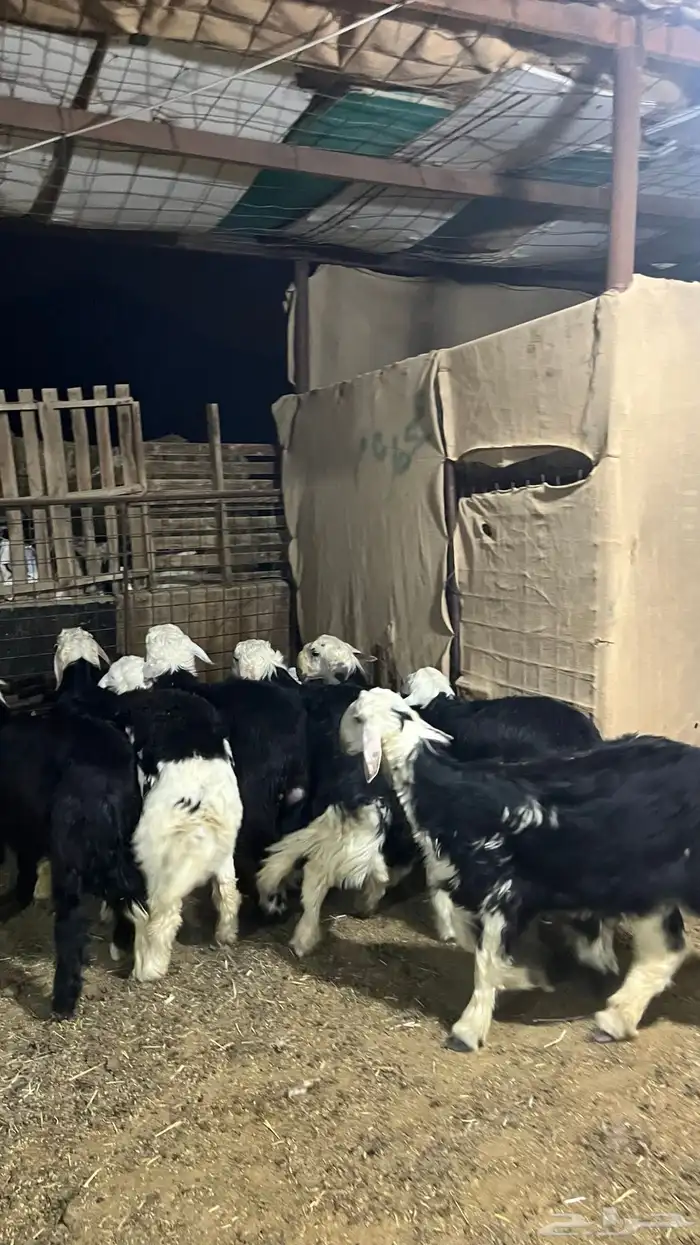طليان نجد جبره ذبايح 2