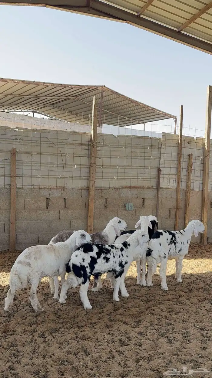 خرفان نجد 3