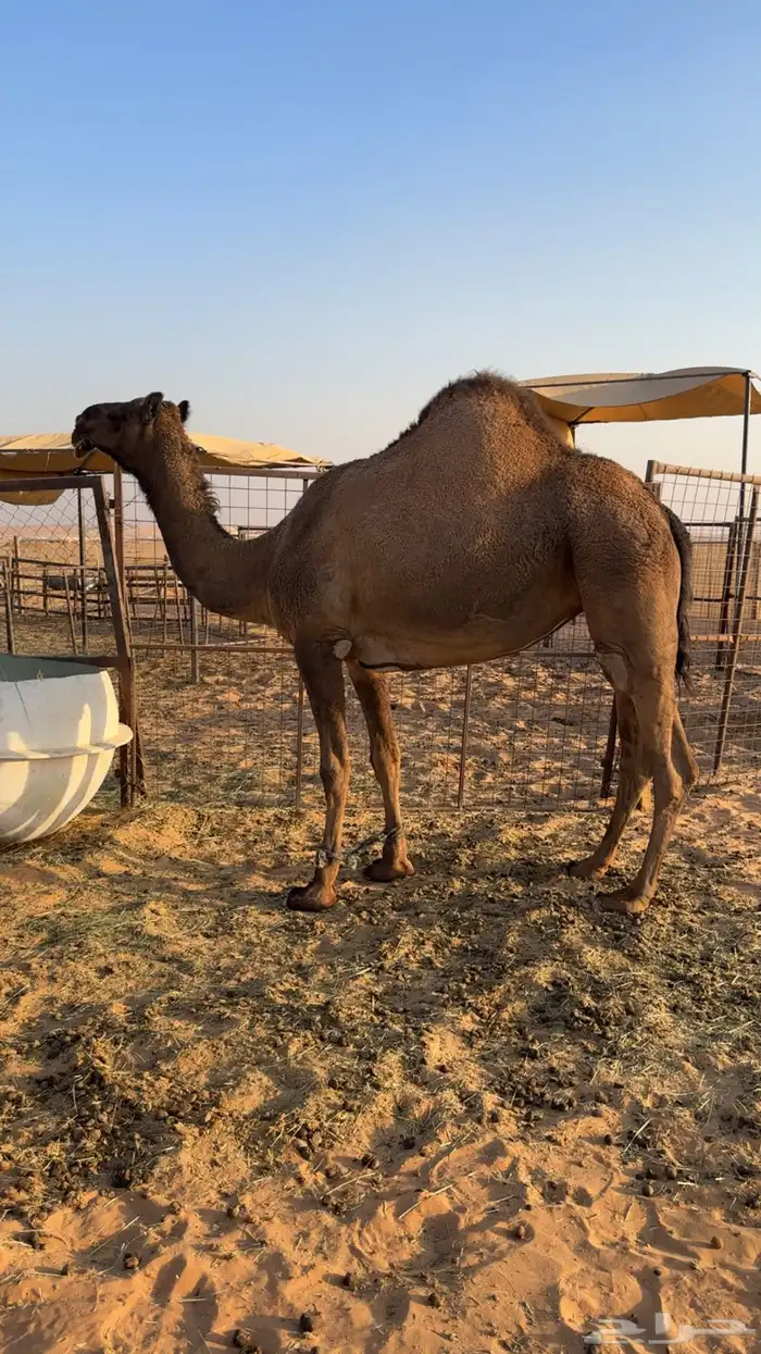 ضروبة عجم صفرا طيبة سنها رباع سليمة العذاريب 1