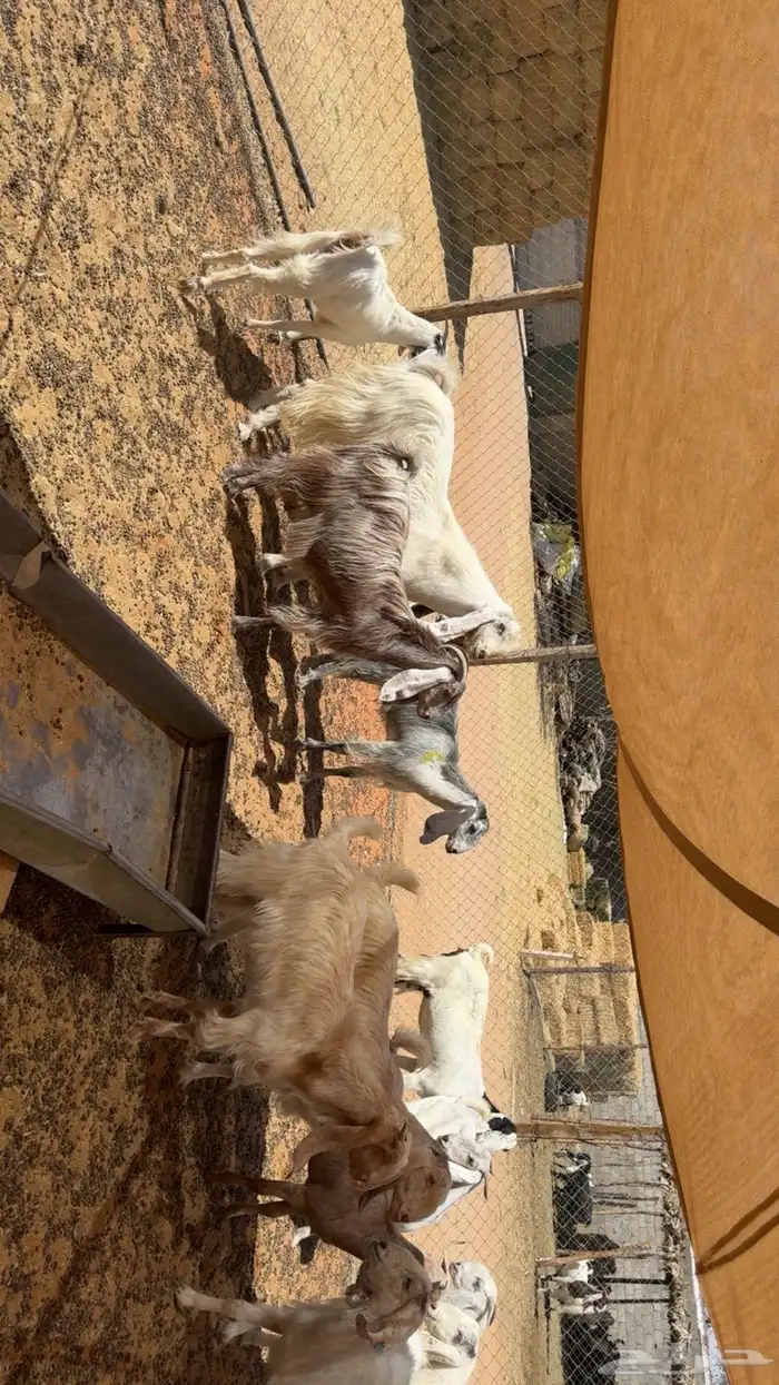 معزى اشباب بفحلها 0