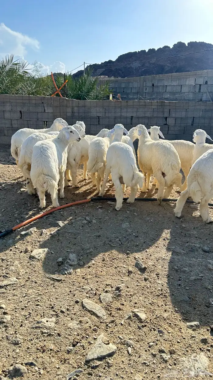 طليان 5