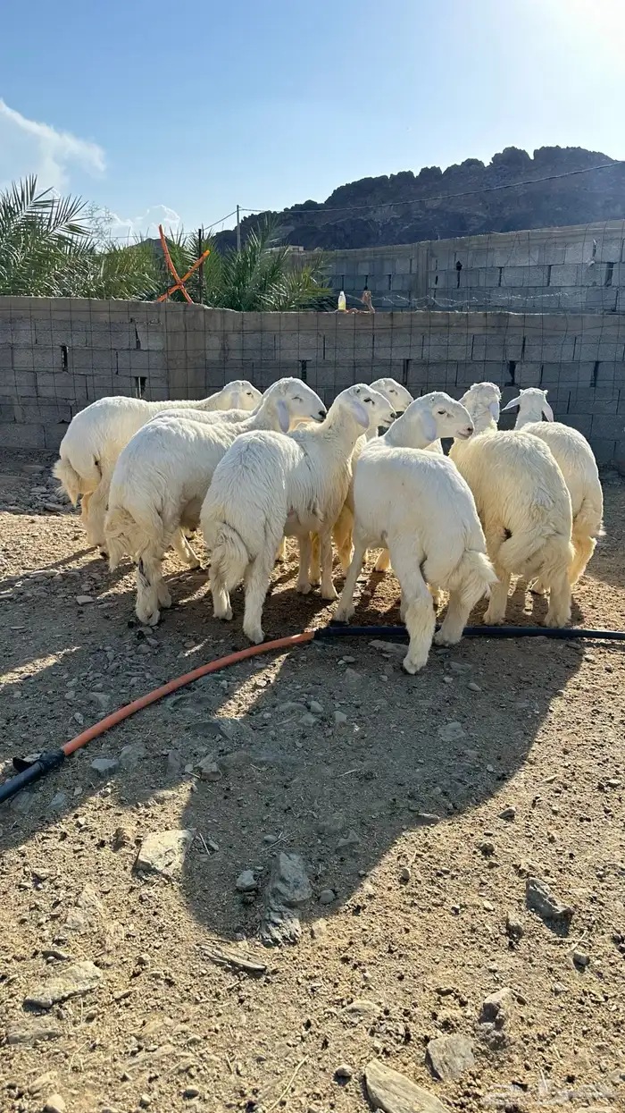 طليان 0