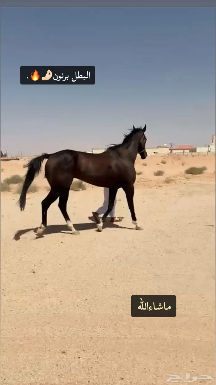 حصان انقليزي فاخر 0