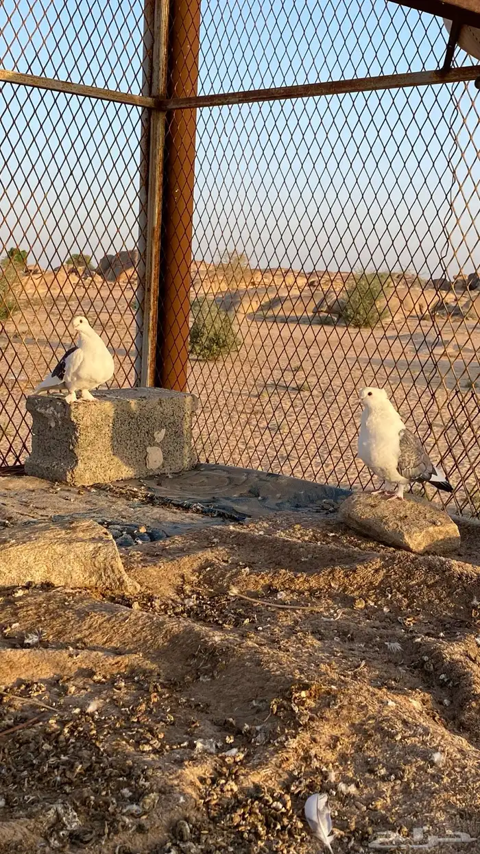 حمام حب الرمان 5