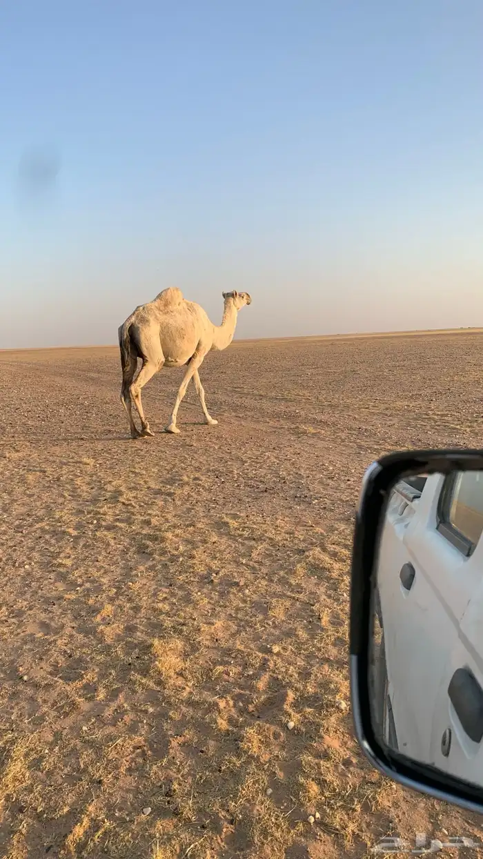 ناقتين القحات شقحاء وضحاء 0