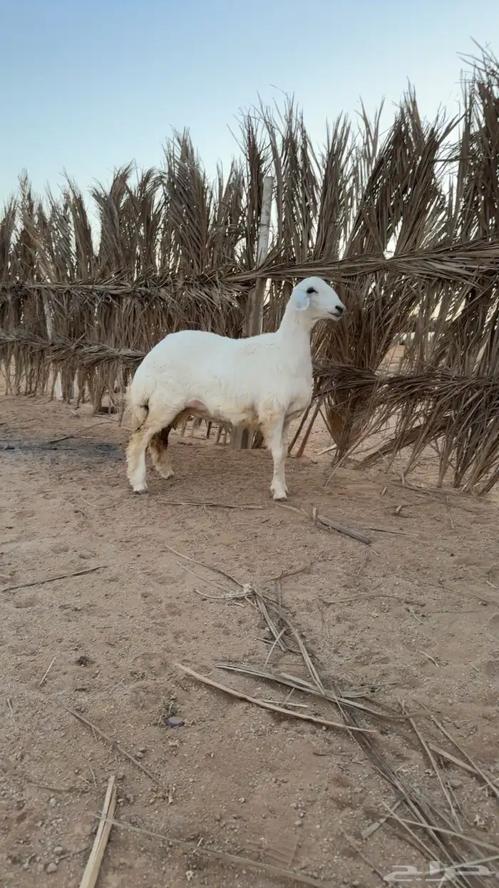 رخال صنف ومعرفات 0