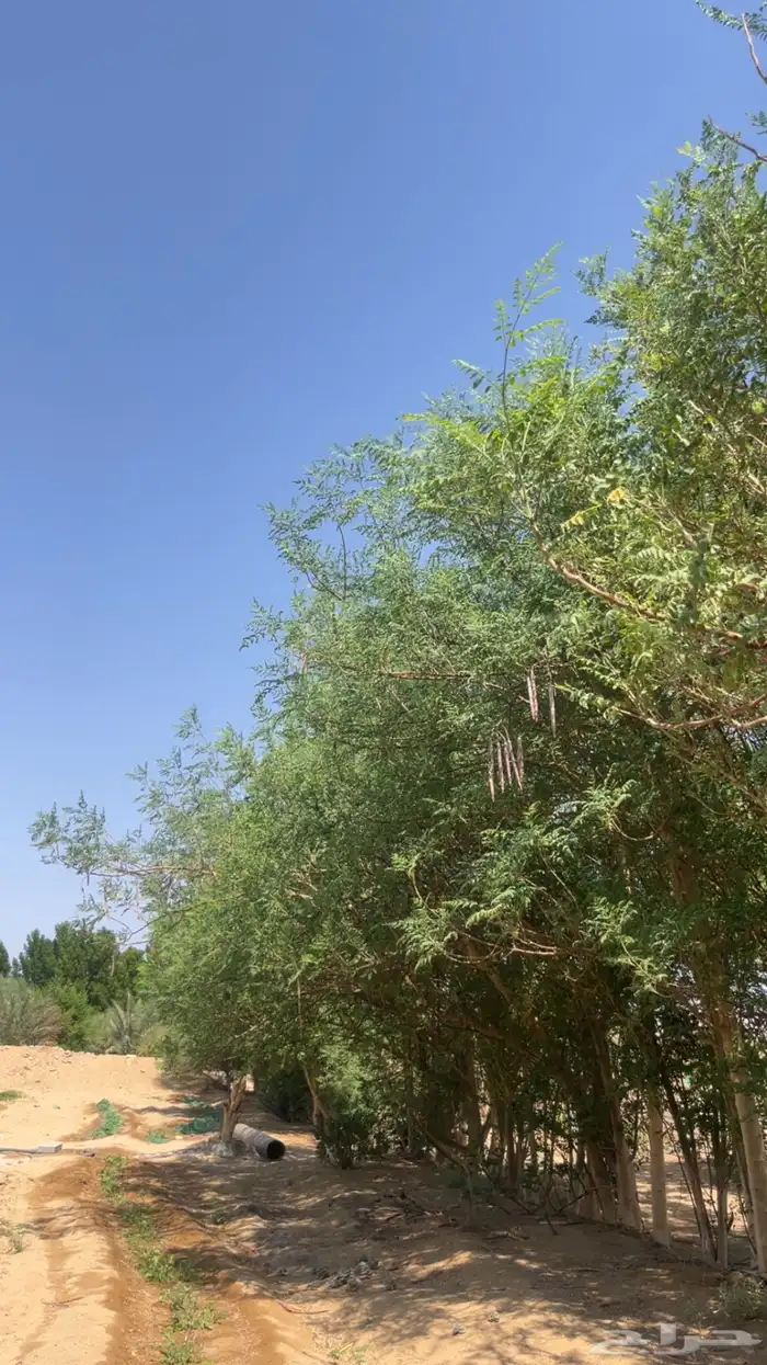 مورنقا 0