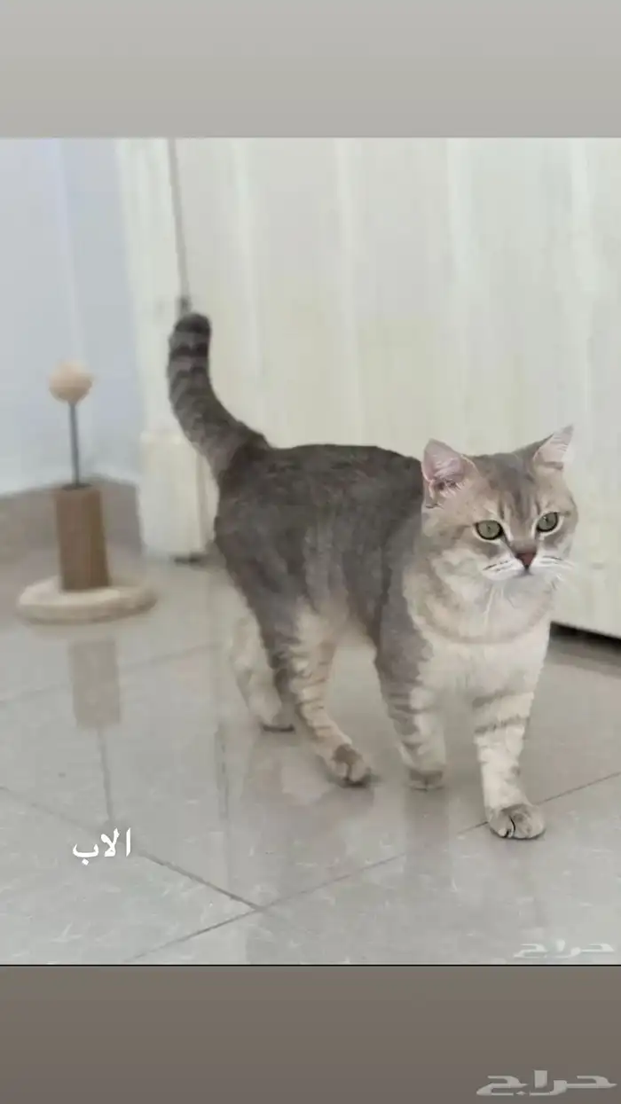قط سكوتش ستريت لتزاوج 1