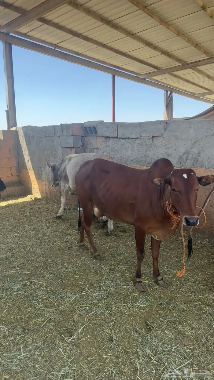 بقره ناتج بكر كفو 1