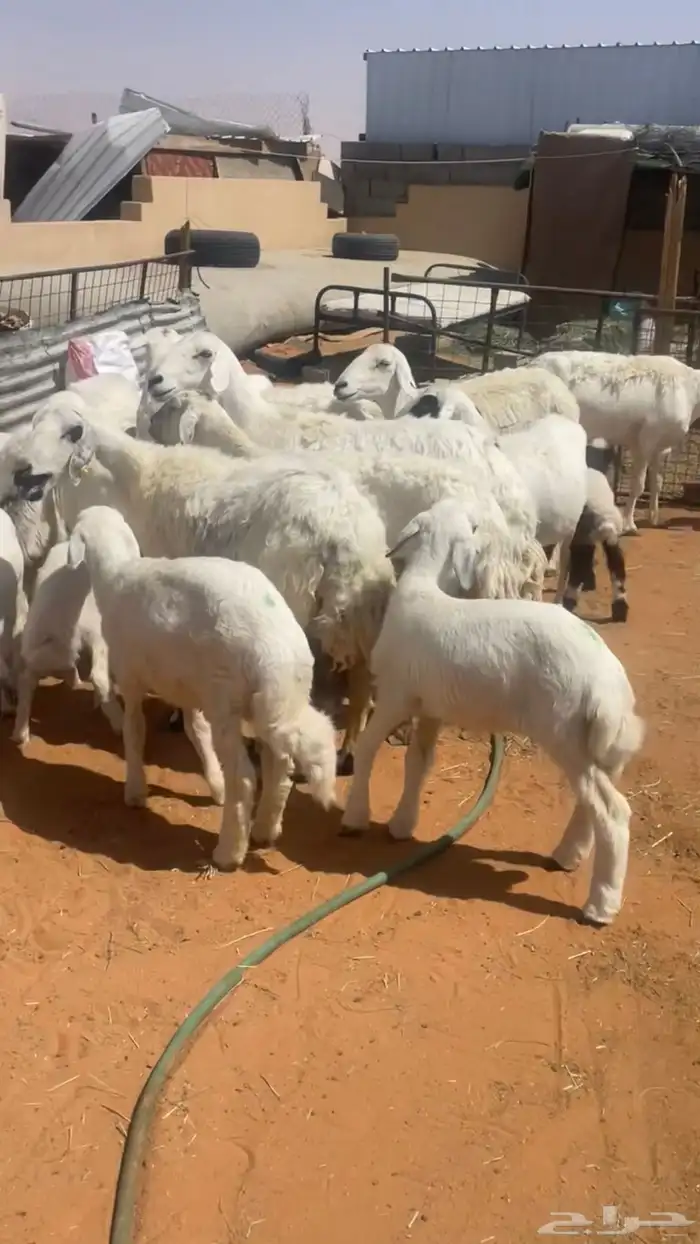 للبيع حريات رغايث 0