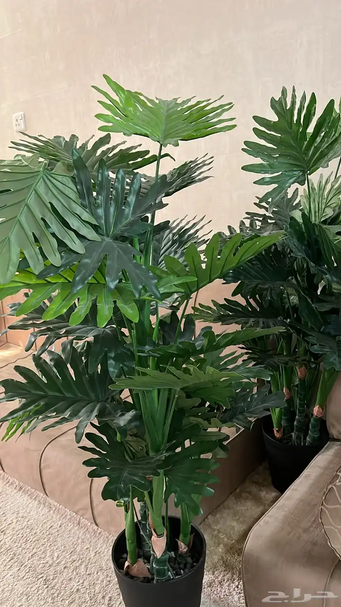 اثنين زرعه 1
