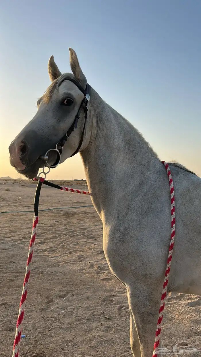 عسف خيل 0