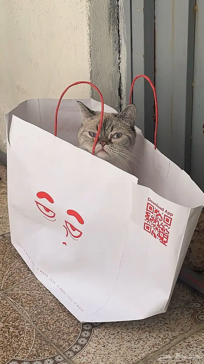 قطة للتبني 3