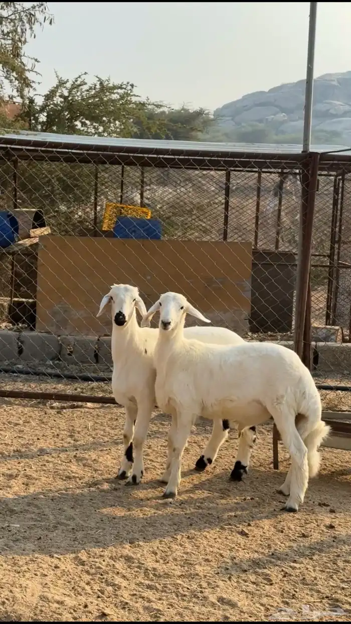 خروفين فل شحم 2