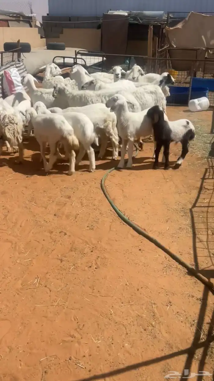 للبيع حريات رغايث 2