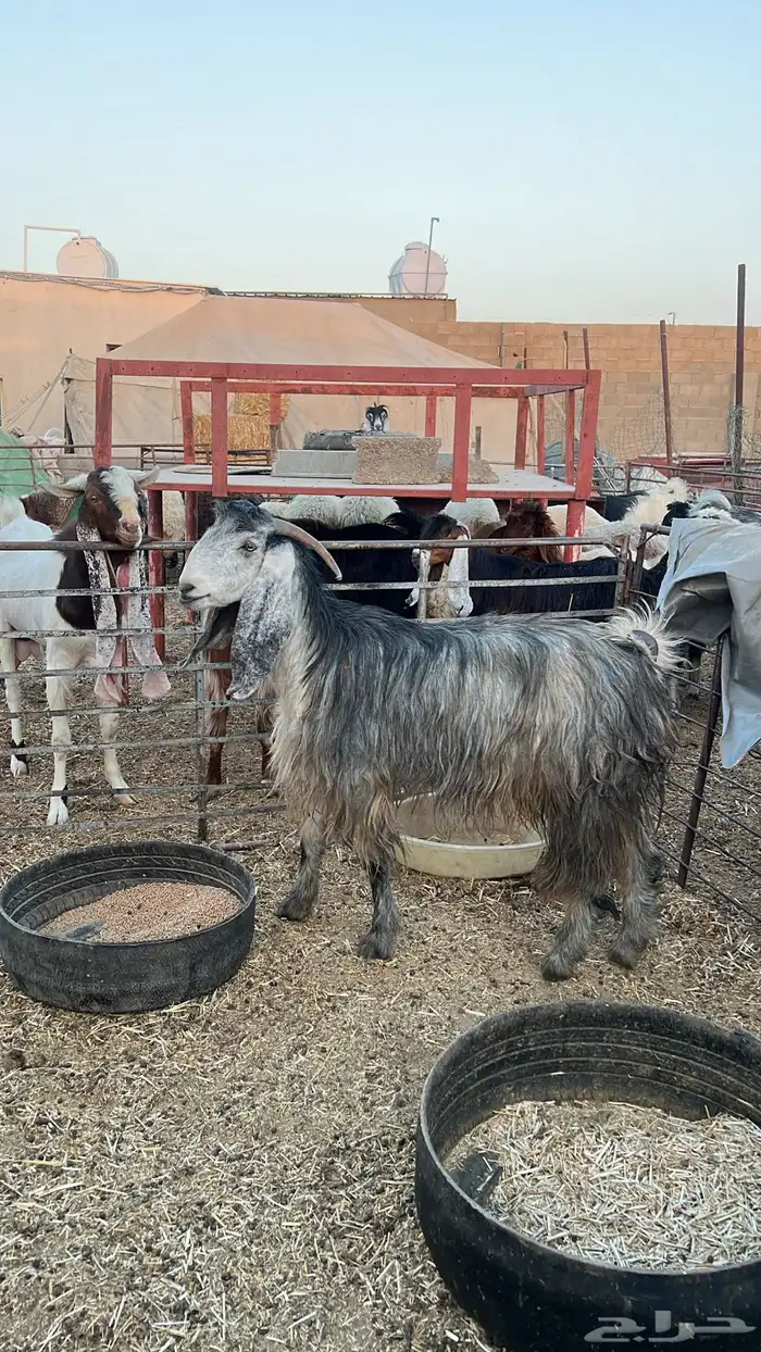 عنز مصريه 0