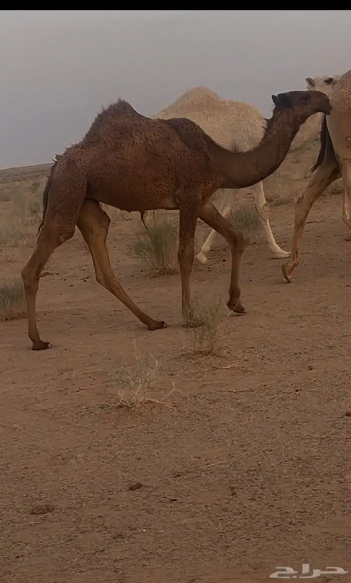 للبيع بكره 2