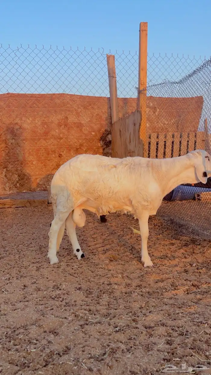 خرفان سواكن مرابي 4 شهور فل شحم 0