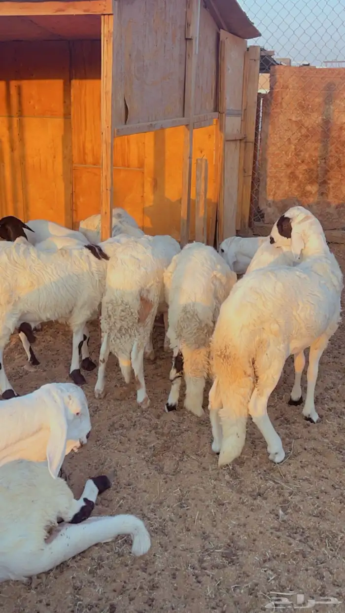 خرفان سواكن مرابي 4 شهور فل شحم 1