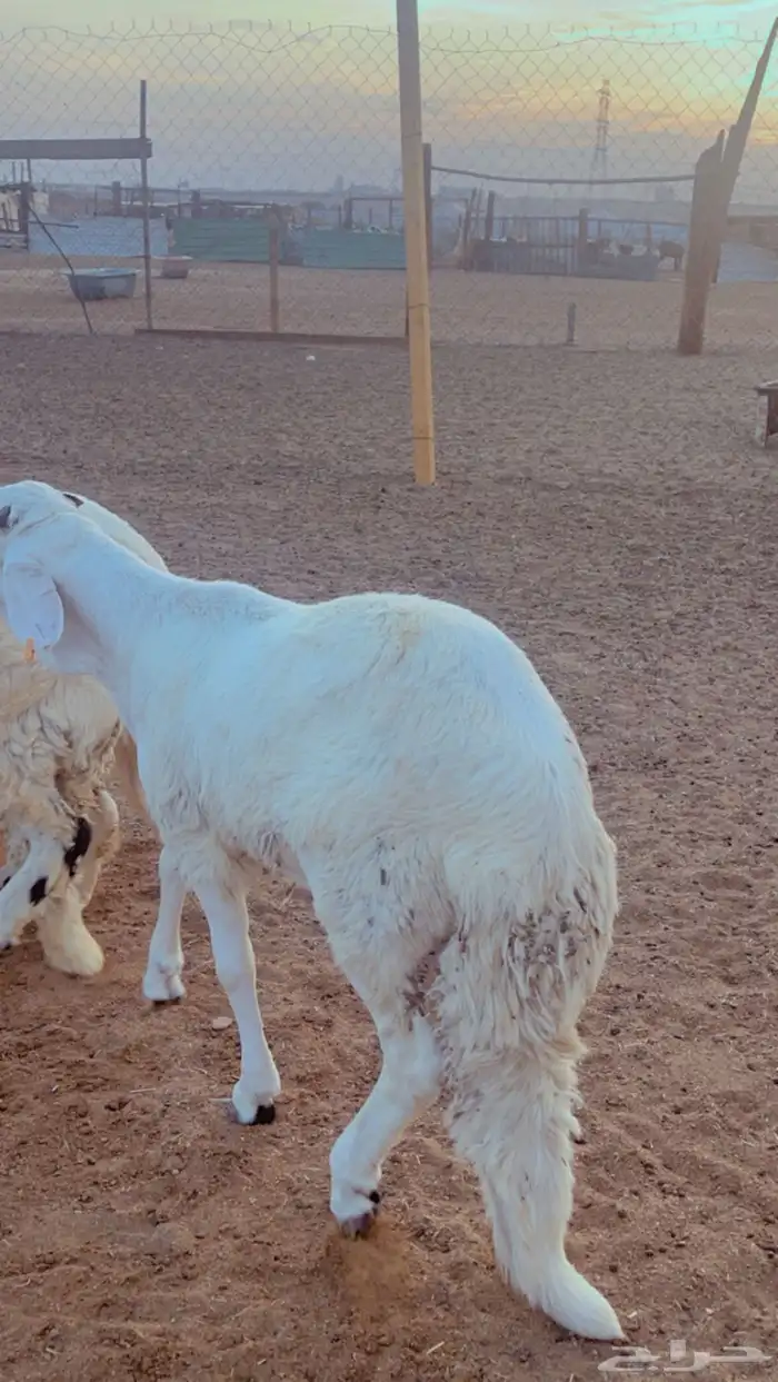 خرفان سواكن مرابي 4 شهور فل شحم 3