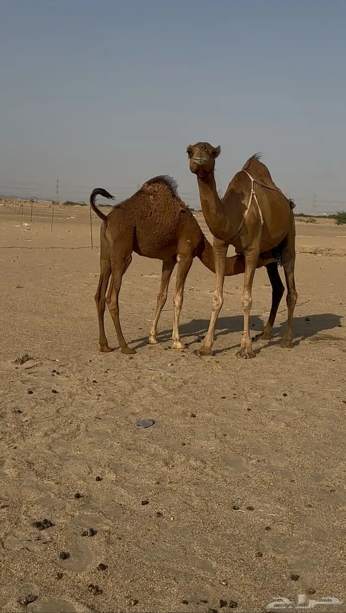 خلفه معها قعود 1