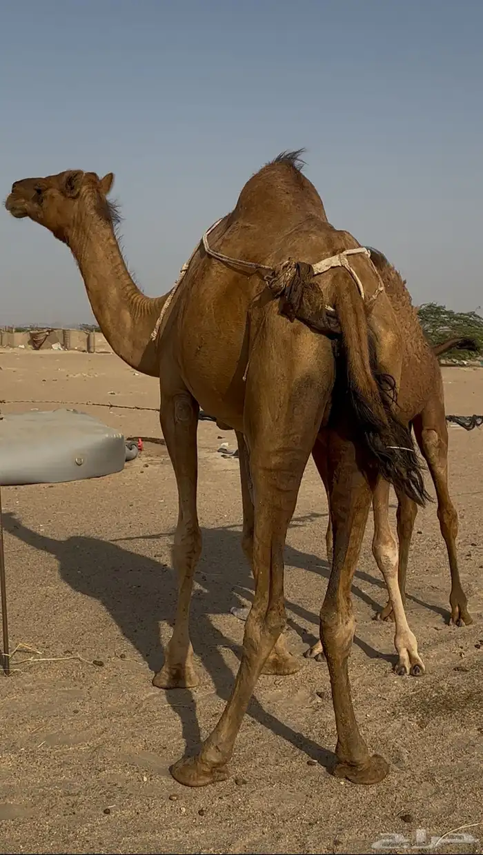 خلفه معها قعود 4