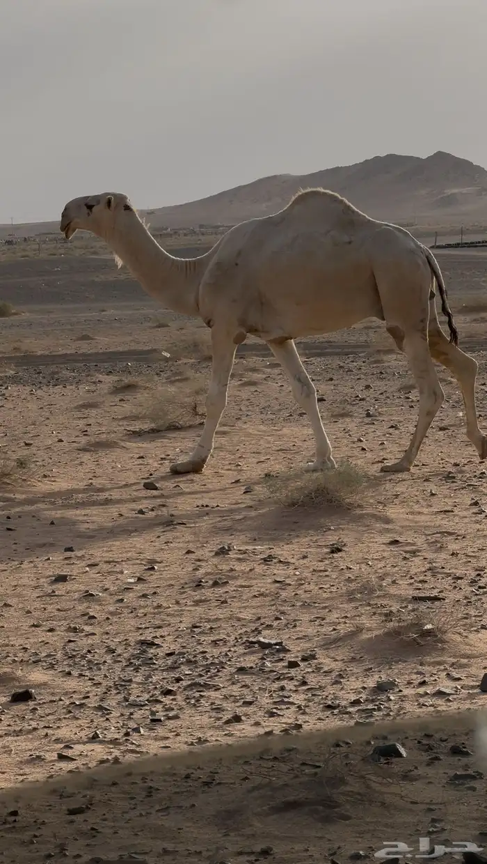 قعود علياني 1