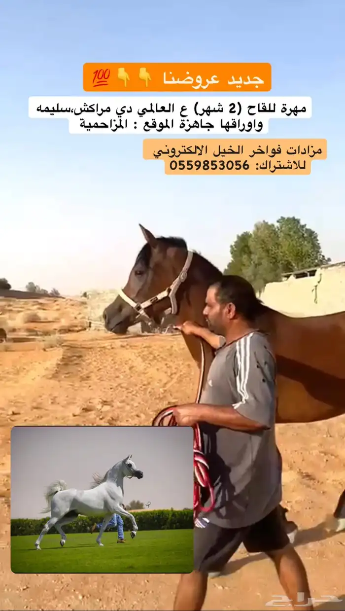 مهرة للقاح ع العالمي دي مراكش 1