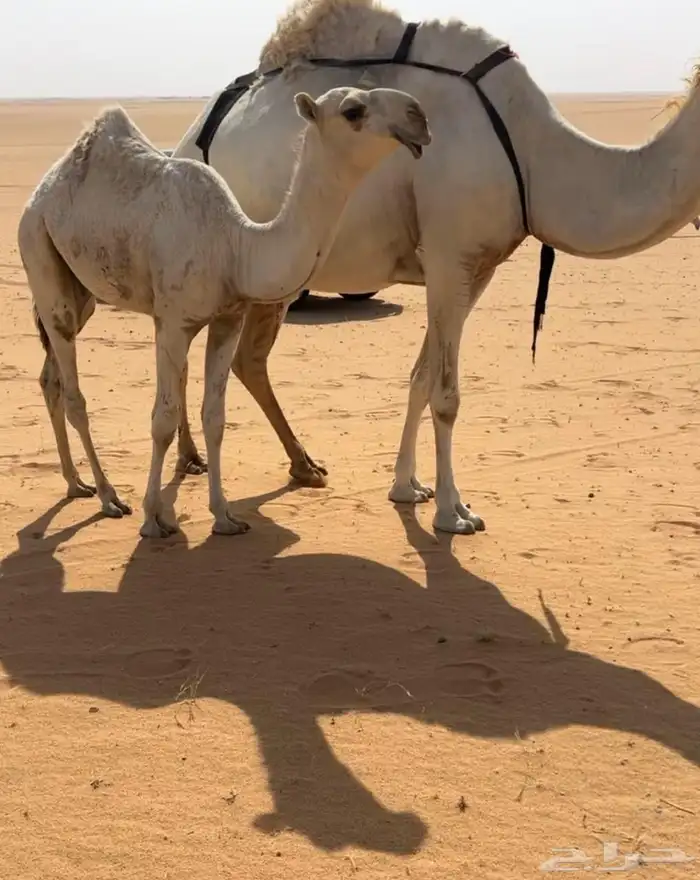 قعود اوضح كفو على ولد الحاكم 0