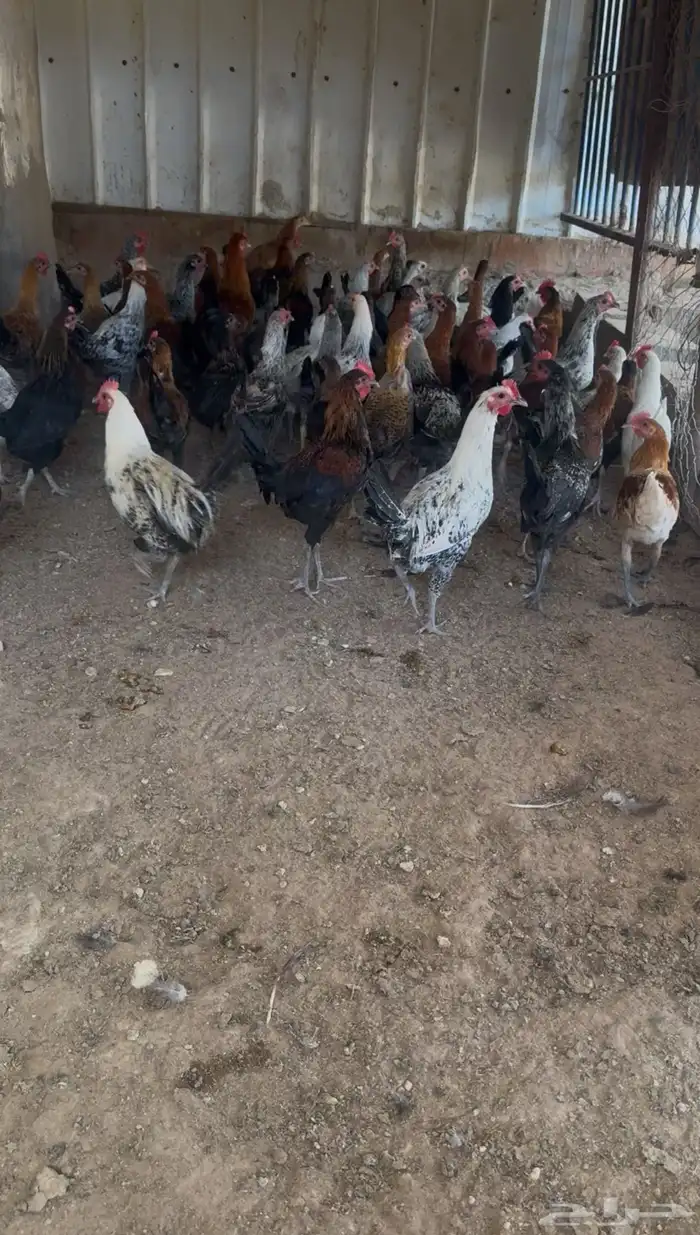 دجاج 2