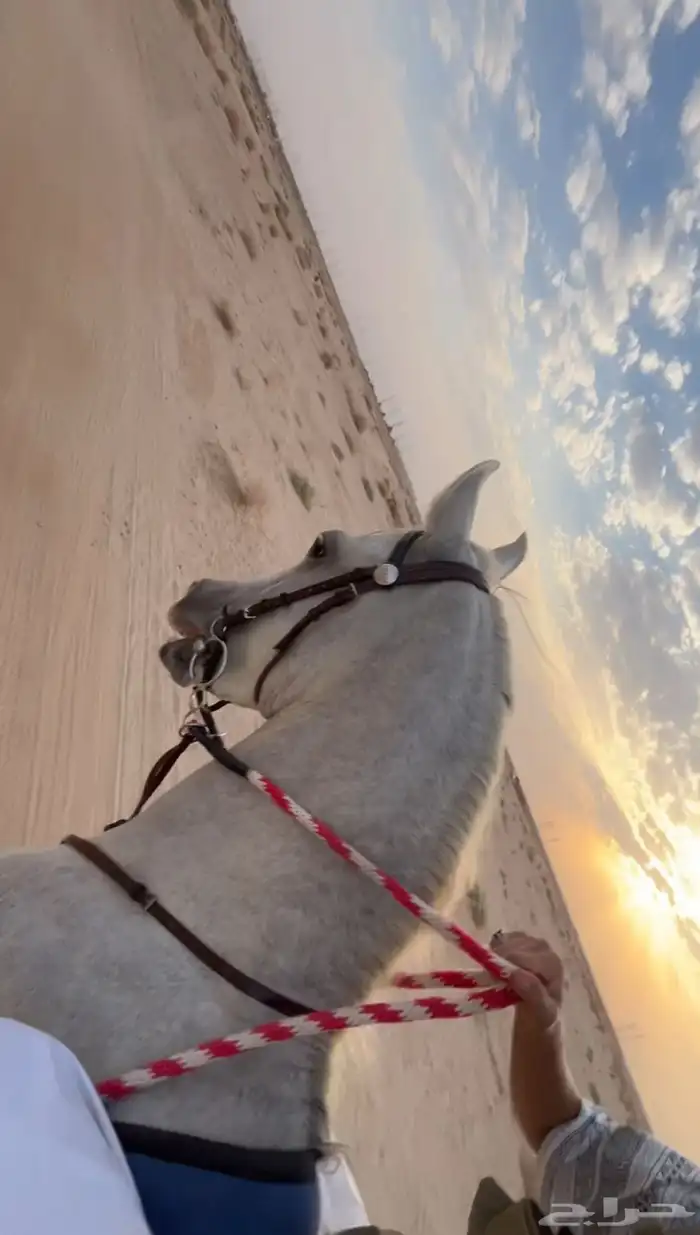 عسف خيل 0