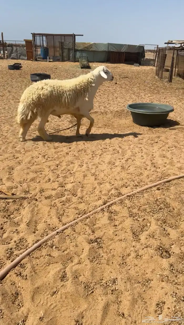 فحل صنف مشروط 2