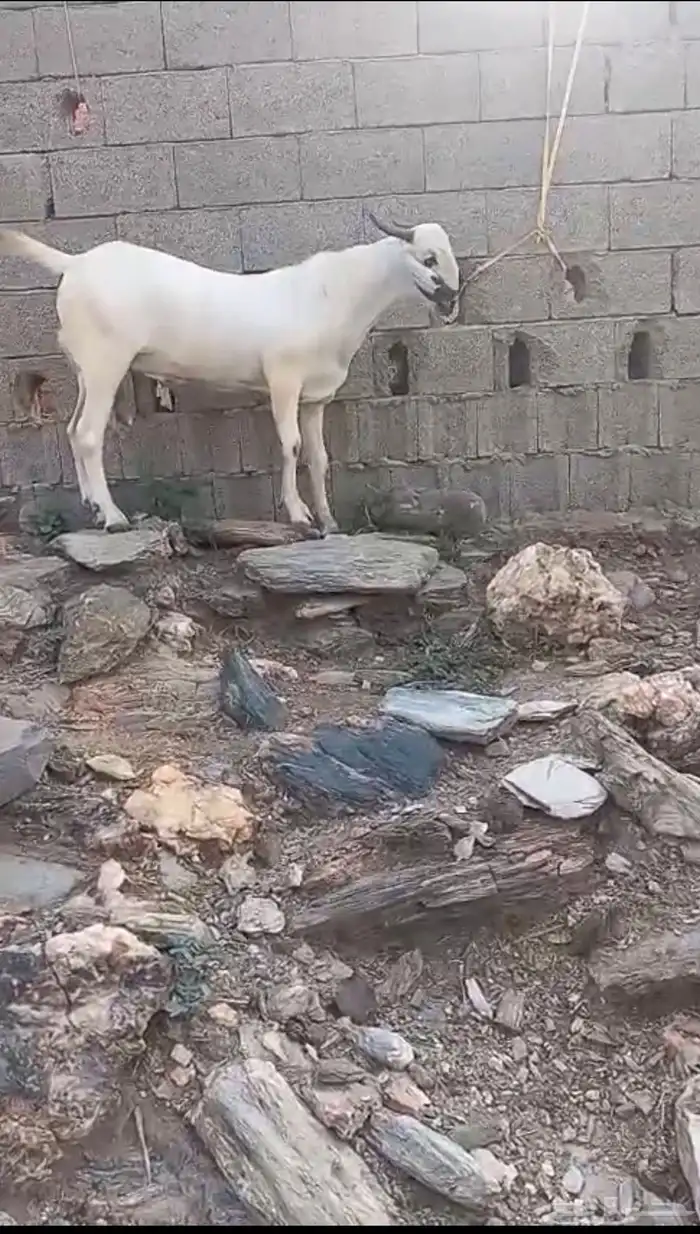 مشروع فحل اكحل فاخر 0