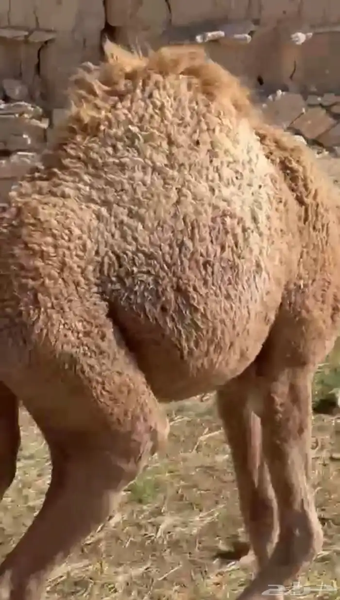 بكره لبانيه ارباع واثمان 1