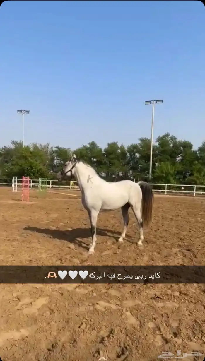 حصان جزيري كفو 5