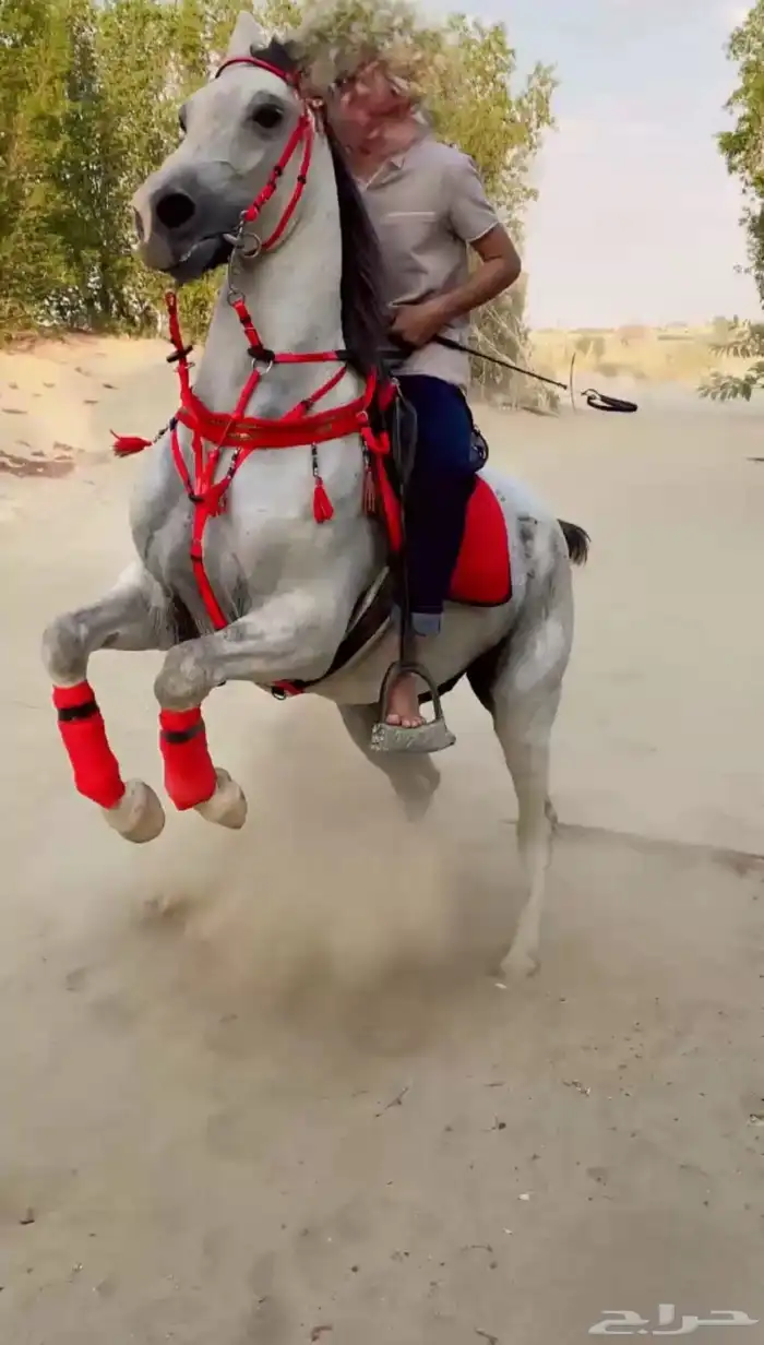 فرس جزيرية شعبية 3