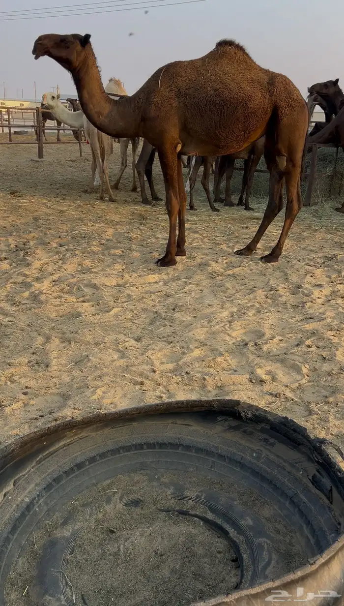 للبيع حقه قصب 0