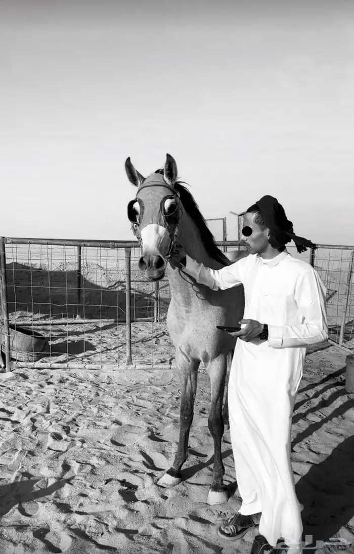 حصان شعبي 2