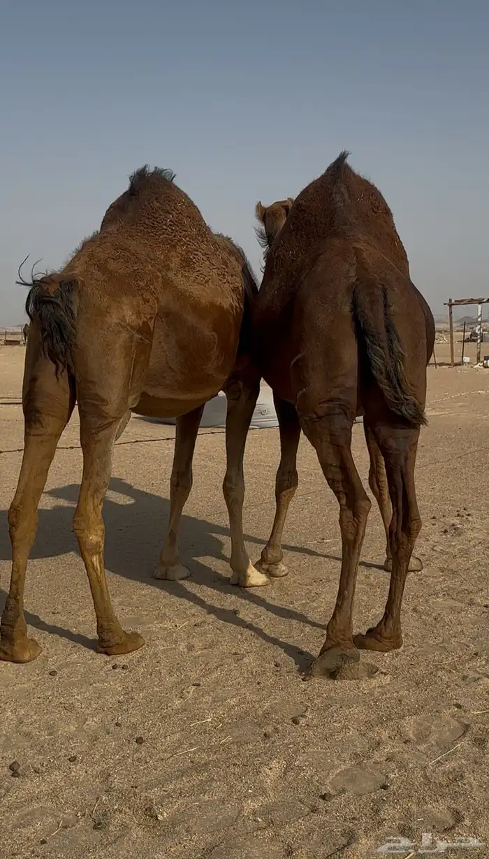 سواحل حمر دهم ملاقي مشرروطه 0