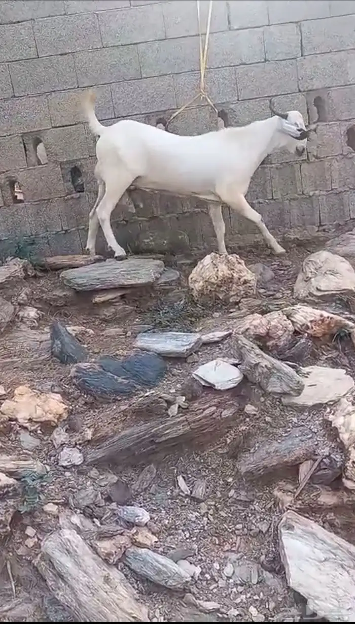 مشروع فحل اكحل فاخر 1