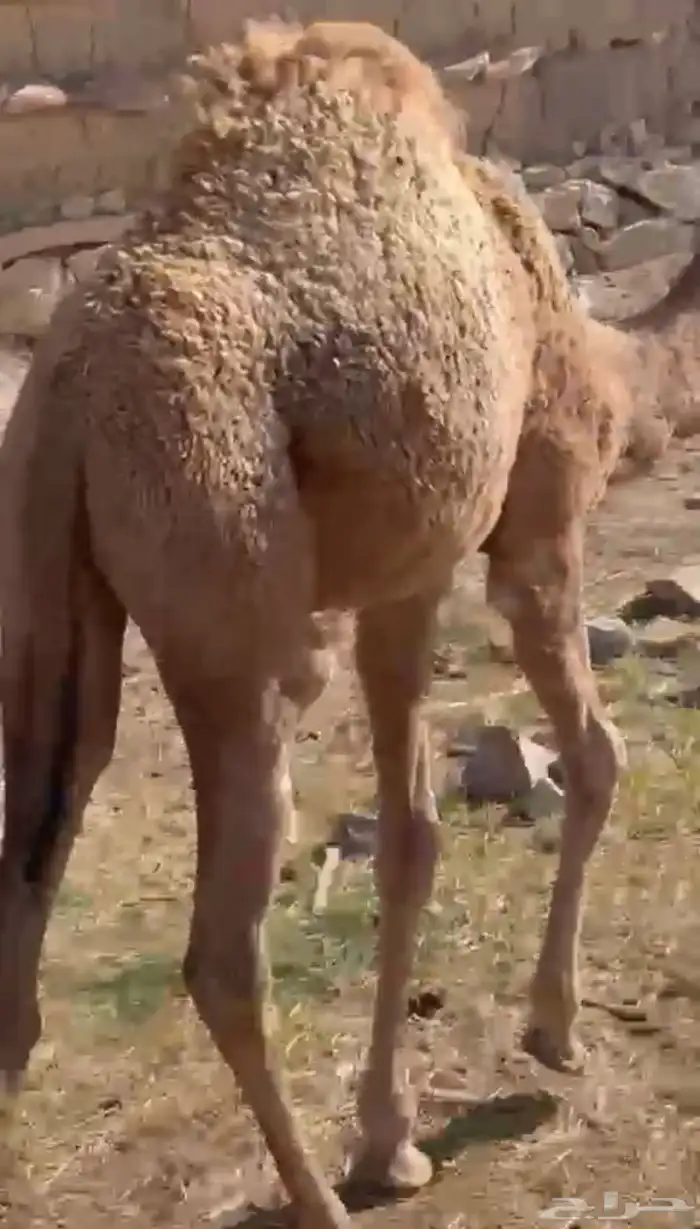 بكره لبانيه ارباع واثمان 0