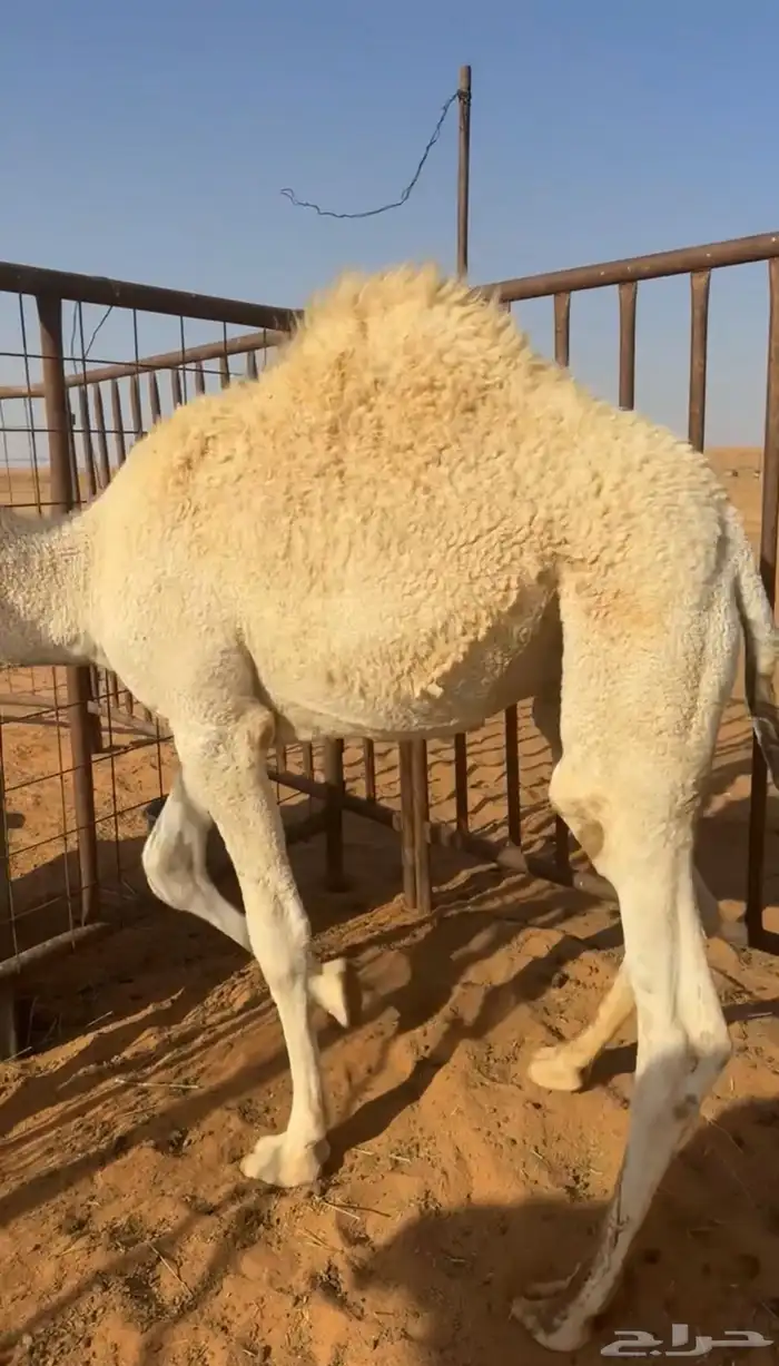 قعود للبيع 0