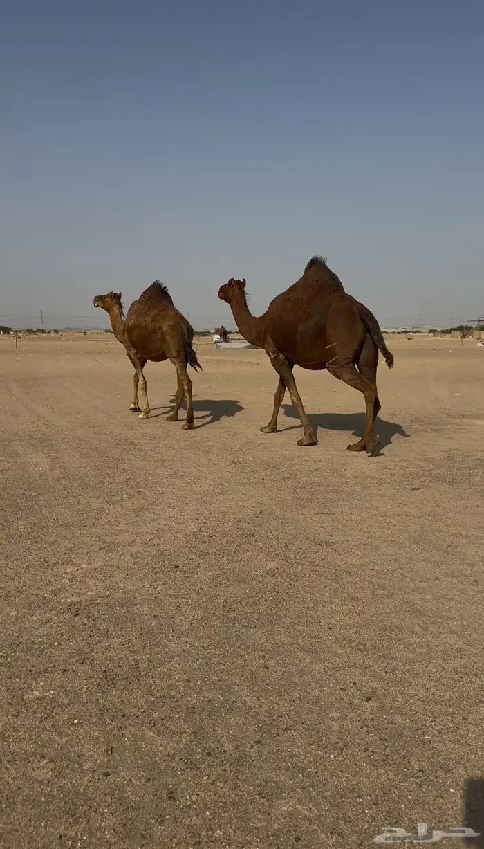 سواحل حمر دهم ملاقي مشرروطه 5