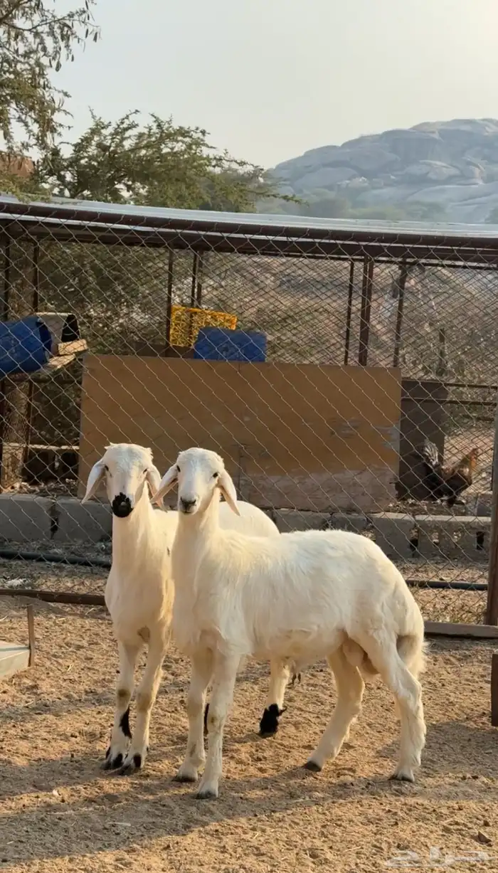 خروفين فل شحم 1