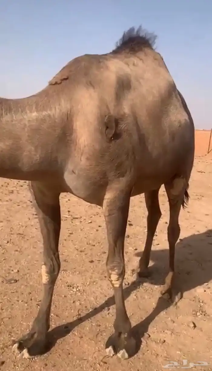 بكر سمينه 1