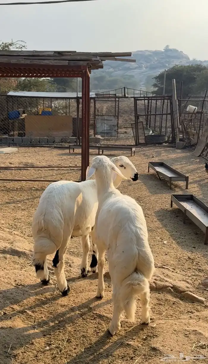 خروفين فل شحم 0