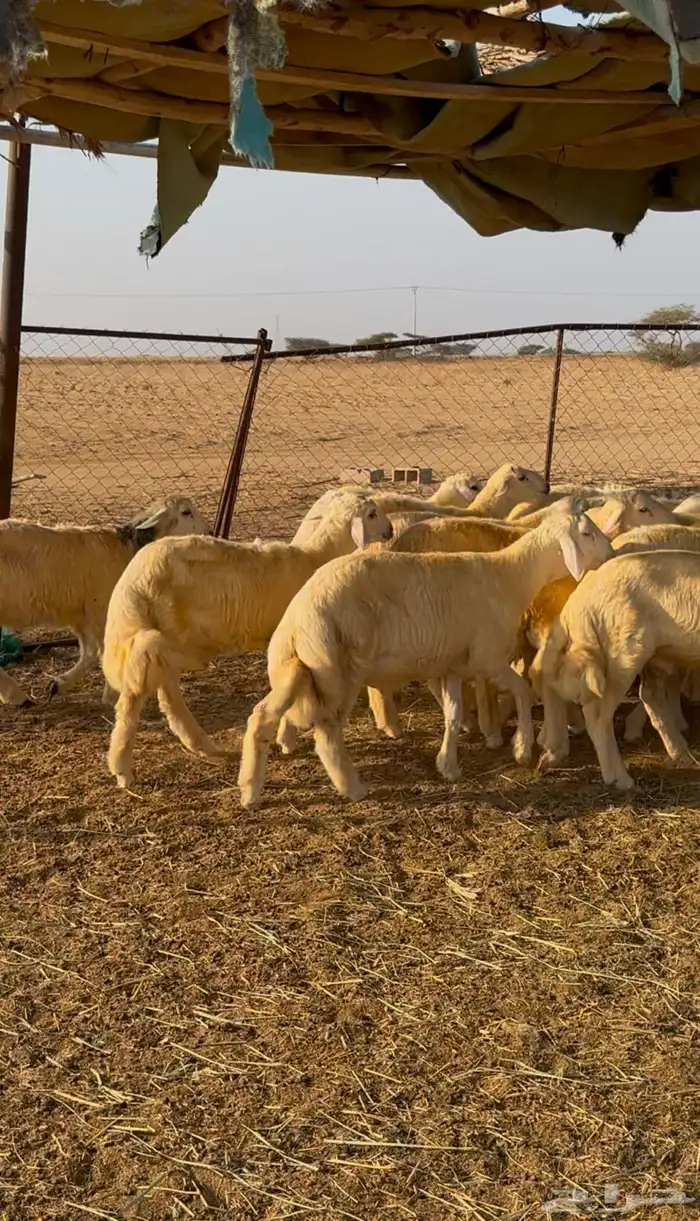 طليان ورخال حريه 1