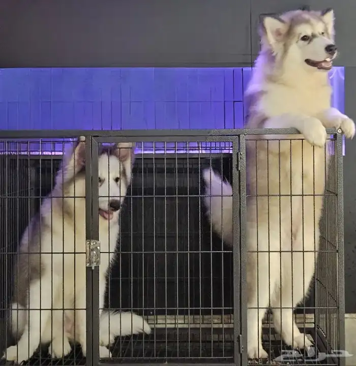 جراوي ألاسكا مالموت إناث 1