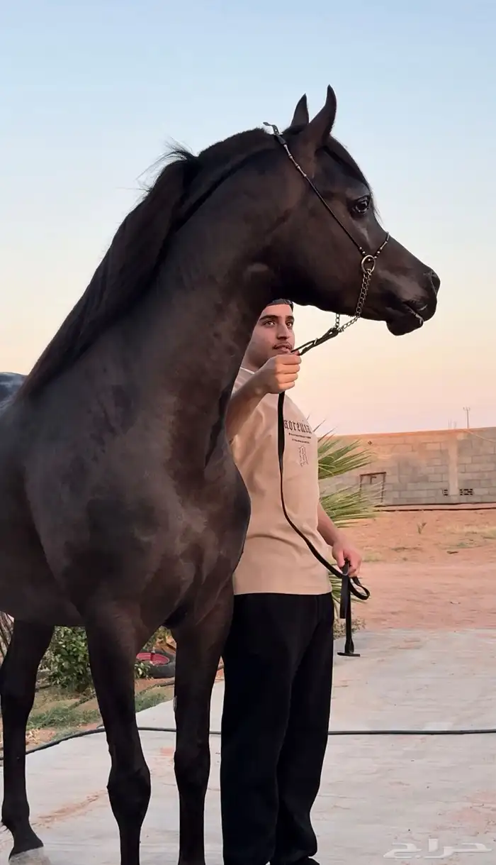 فحل ادهم متاح للتشبيه لوجه الله . 2